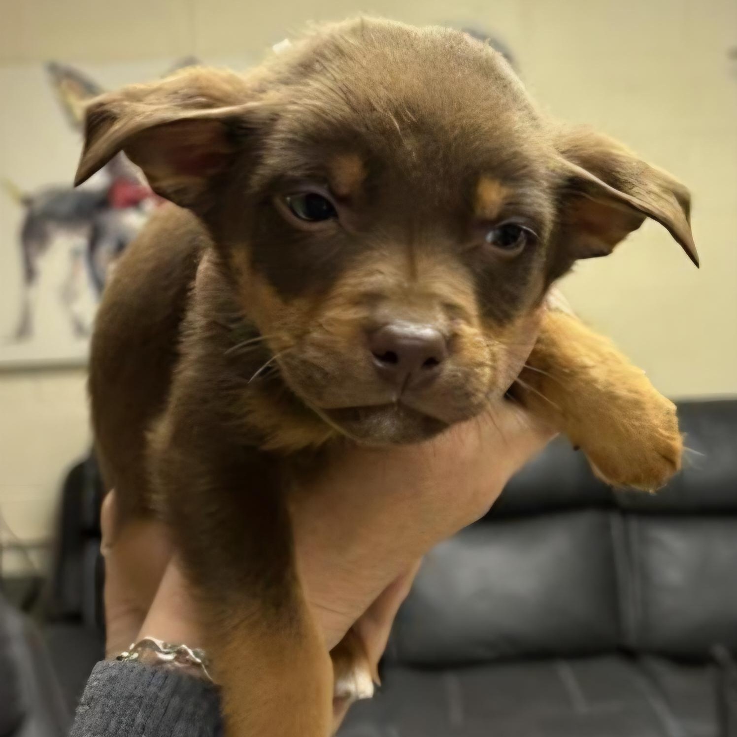 Enlarge Dude, an adopted mixed breed in Rockdale, TX image 1/1