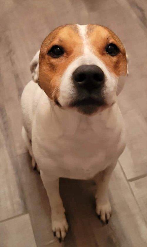 Stormy, a Adoptable mixed breed in Spring, TX image 2/6