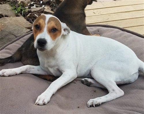 Stormy, a Adoptable mixed breed in Spring, TX image 3/6