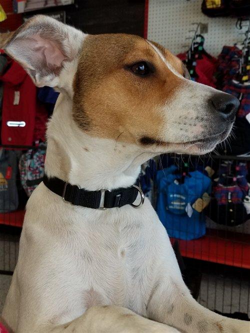 Stormy, a Adoptable mixed breed in Spring, TX image 5/6