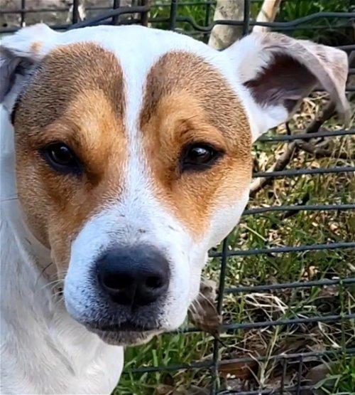 Stormy, a Adoptable mixed breed in Spring, TX image 6/6