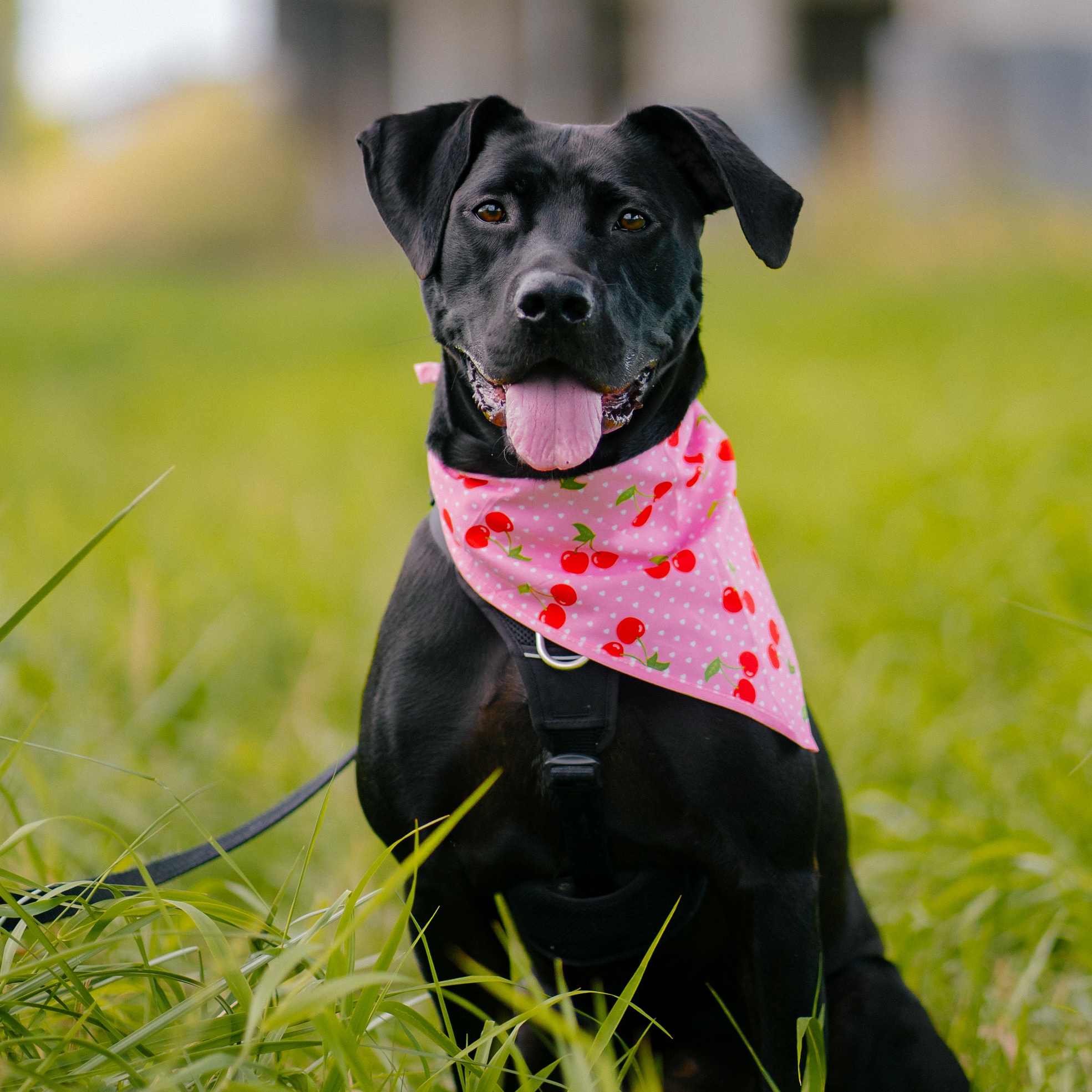 Beth, a Adoptable mixed breed in New Westminster, BC image 1/13