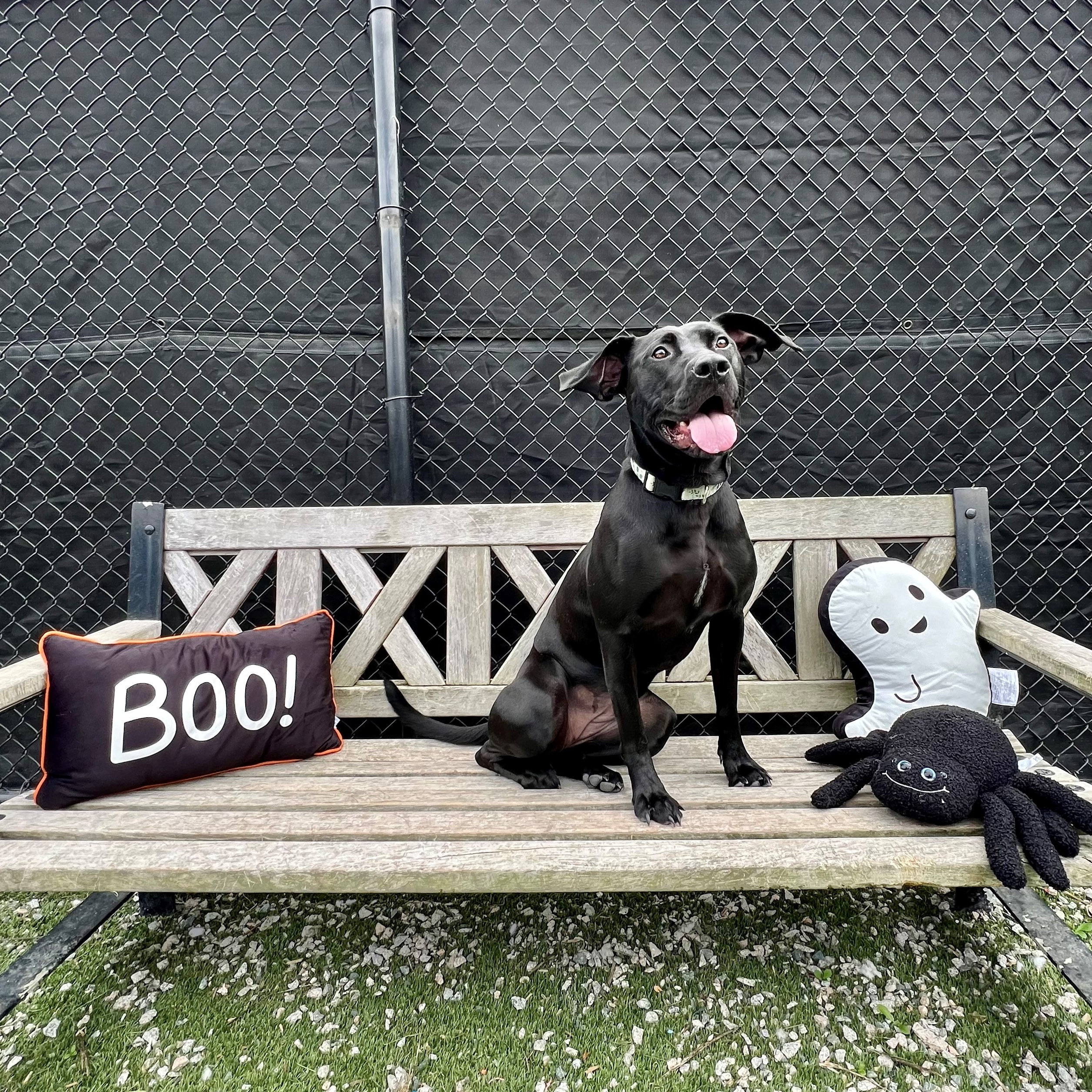 Enlarge Beth, a Adoptable mixed breed in New Westminster, BC image 9/13