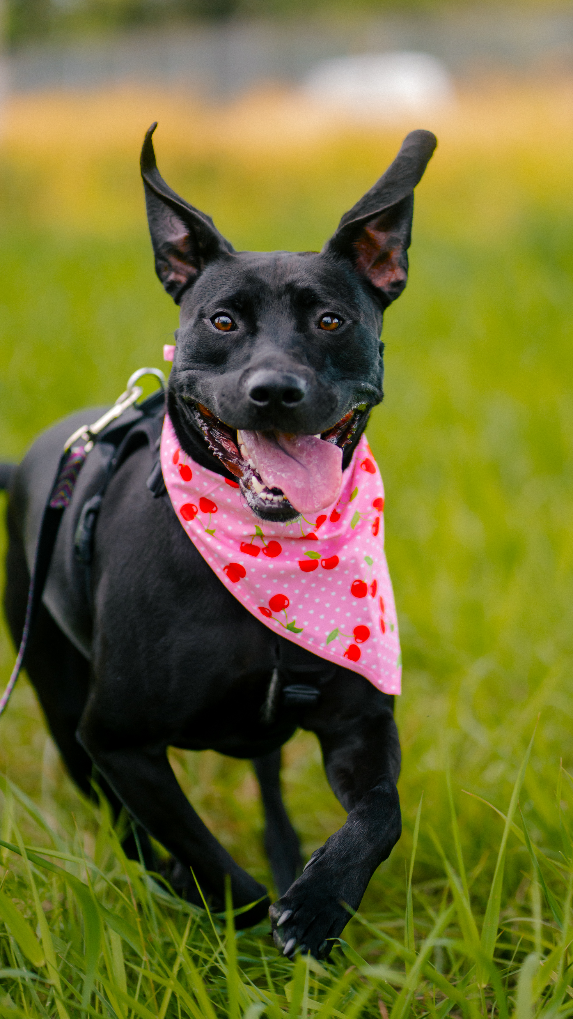 Enlarge Beth, a Adoptable mixed breed in New Westminster, BC image 11/13