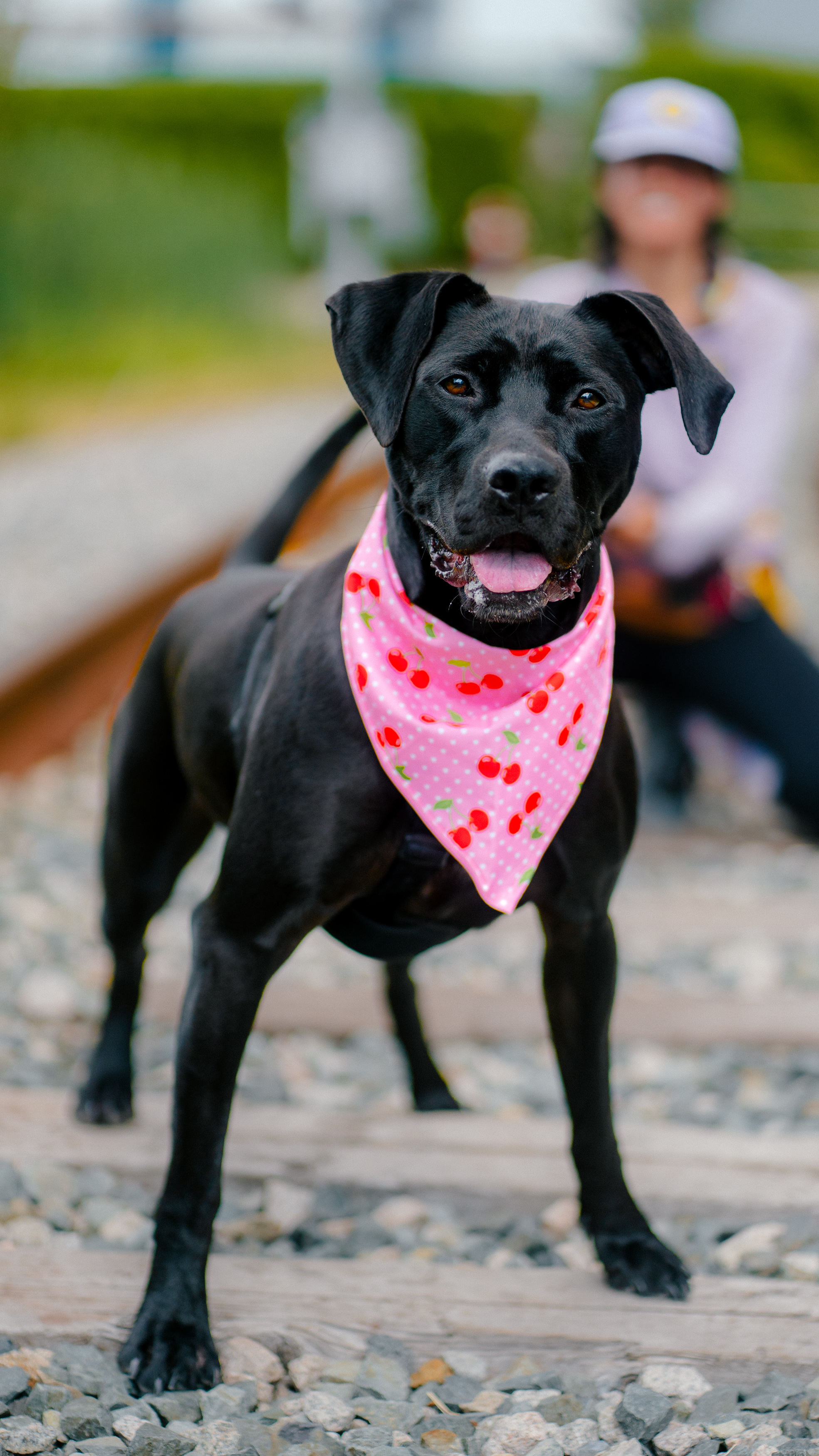 Enlarge Beth, a Adoptable mixed breed in New Westminster, BC image 12/13