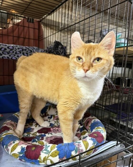 Josie, a ADOPTABLE Domestic Short Hair in Avon, OH image 2/6