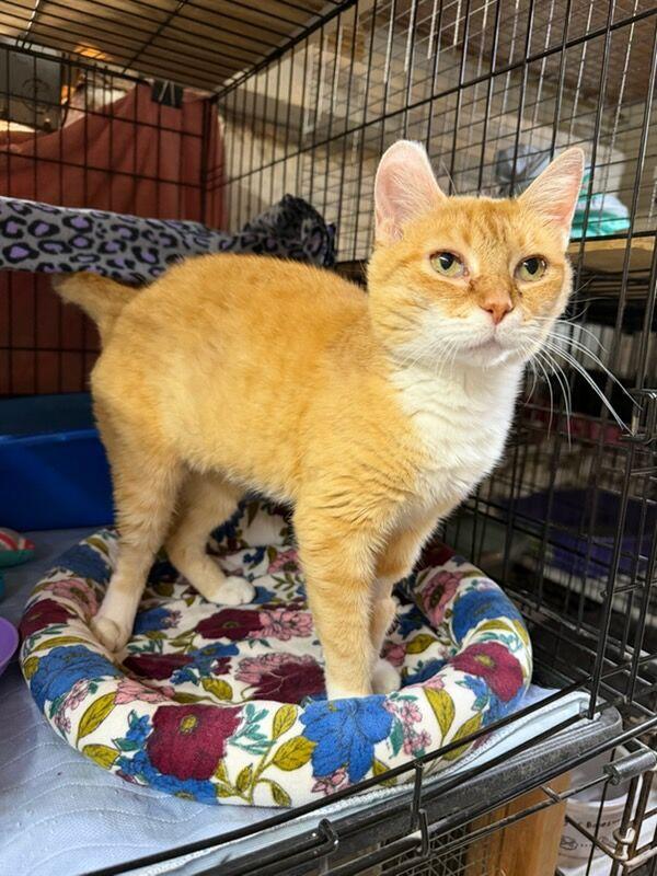 Josie, a ADOPTABLE Domestic Short Hair in Avon, OH image 6/6