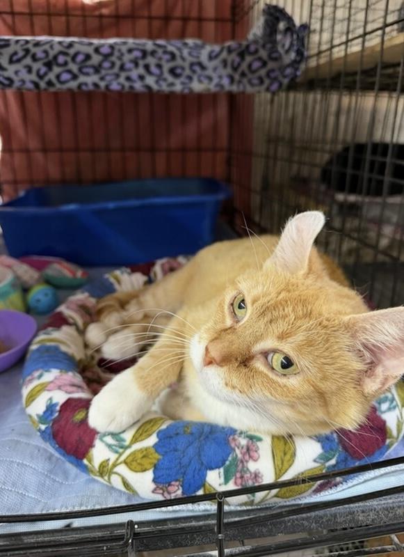 Josie, a ADOPTABLE Domestic Short Hair in Avon, OH image 4/6