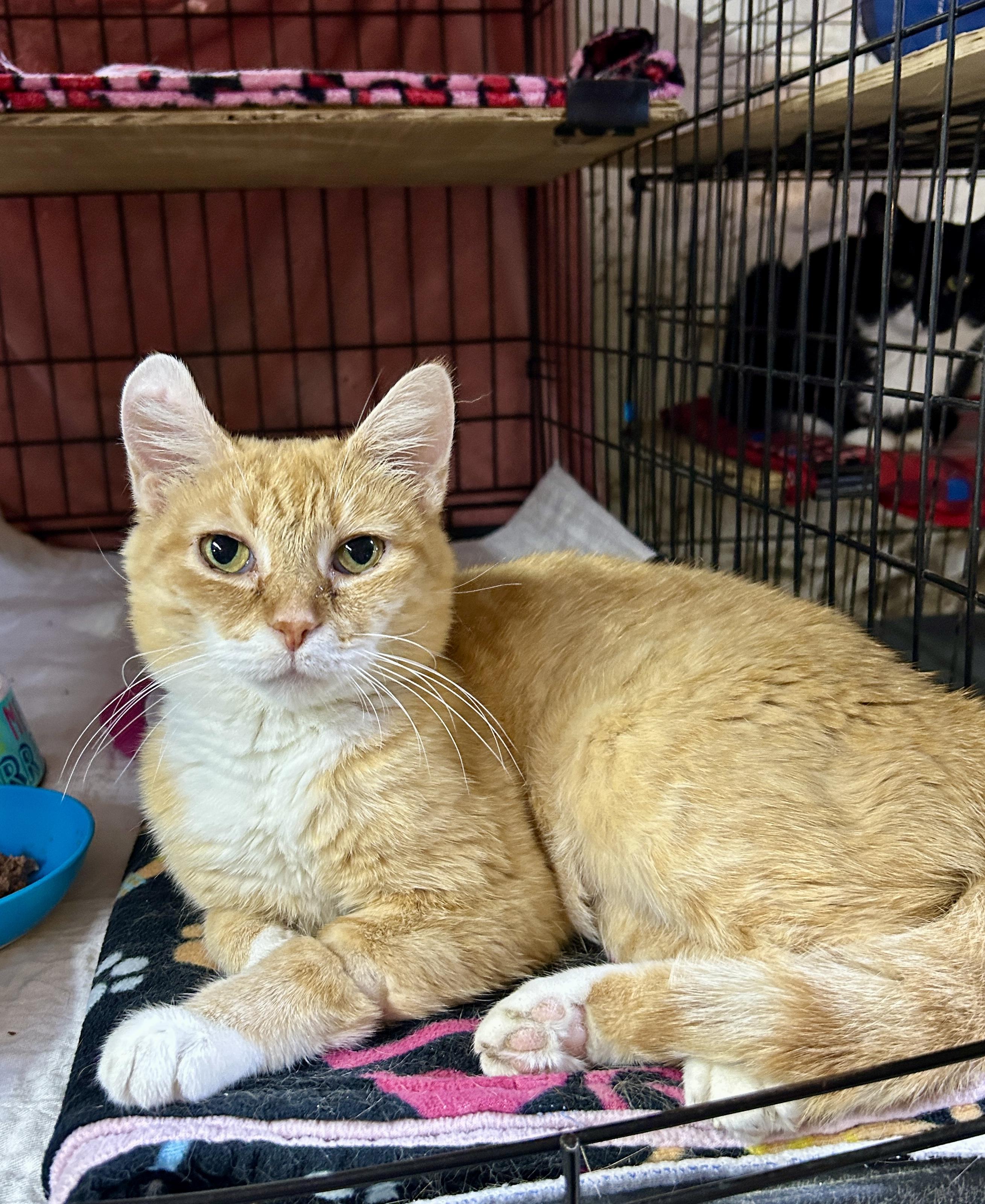 Josie, a ADOPTABLE Domestic Short Hair in Avon, OH image 1/6