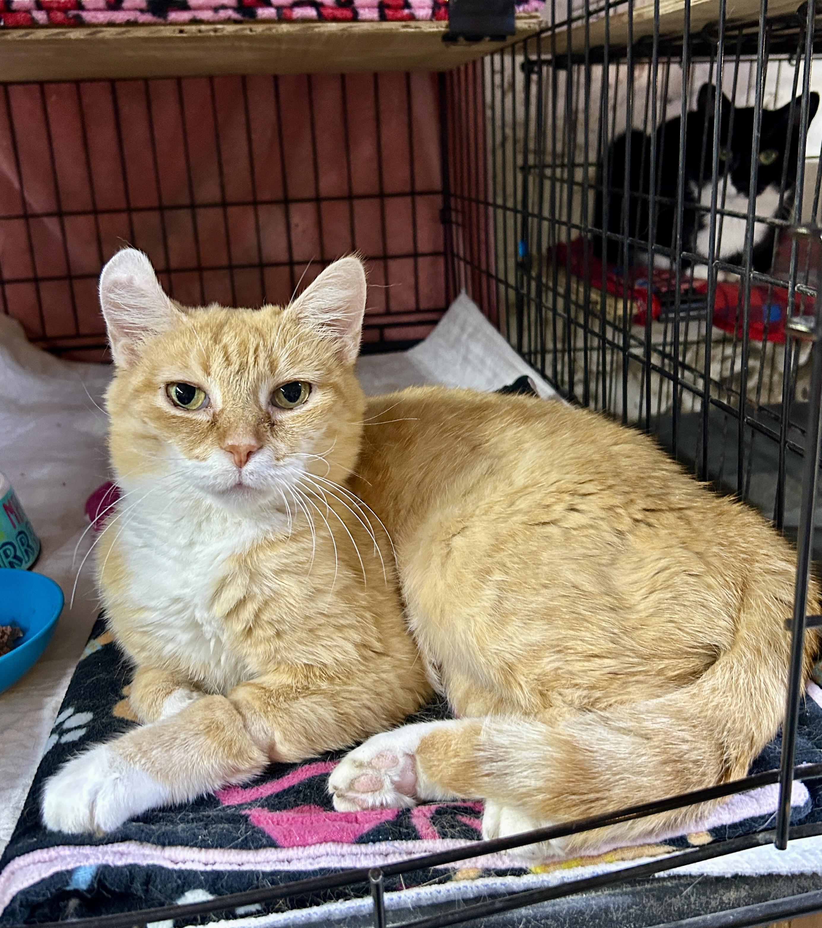 Josie, a ADOPTABLE Domestic Short Hair in Avon, OH image 3/6