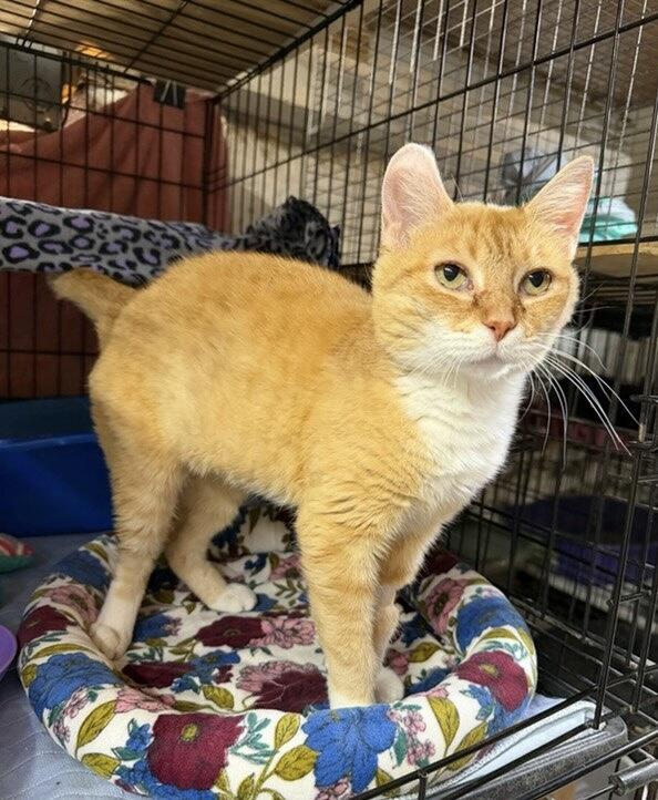 Josie, a ADOPTABLE Domestic Short Hair in Avon, OH image 5/6