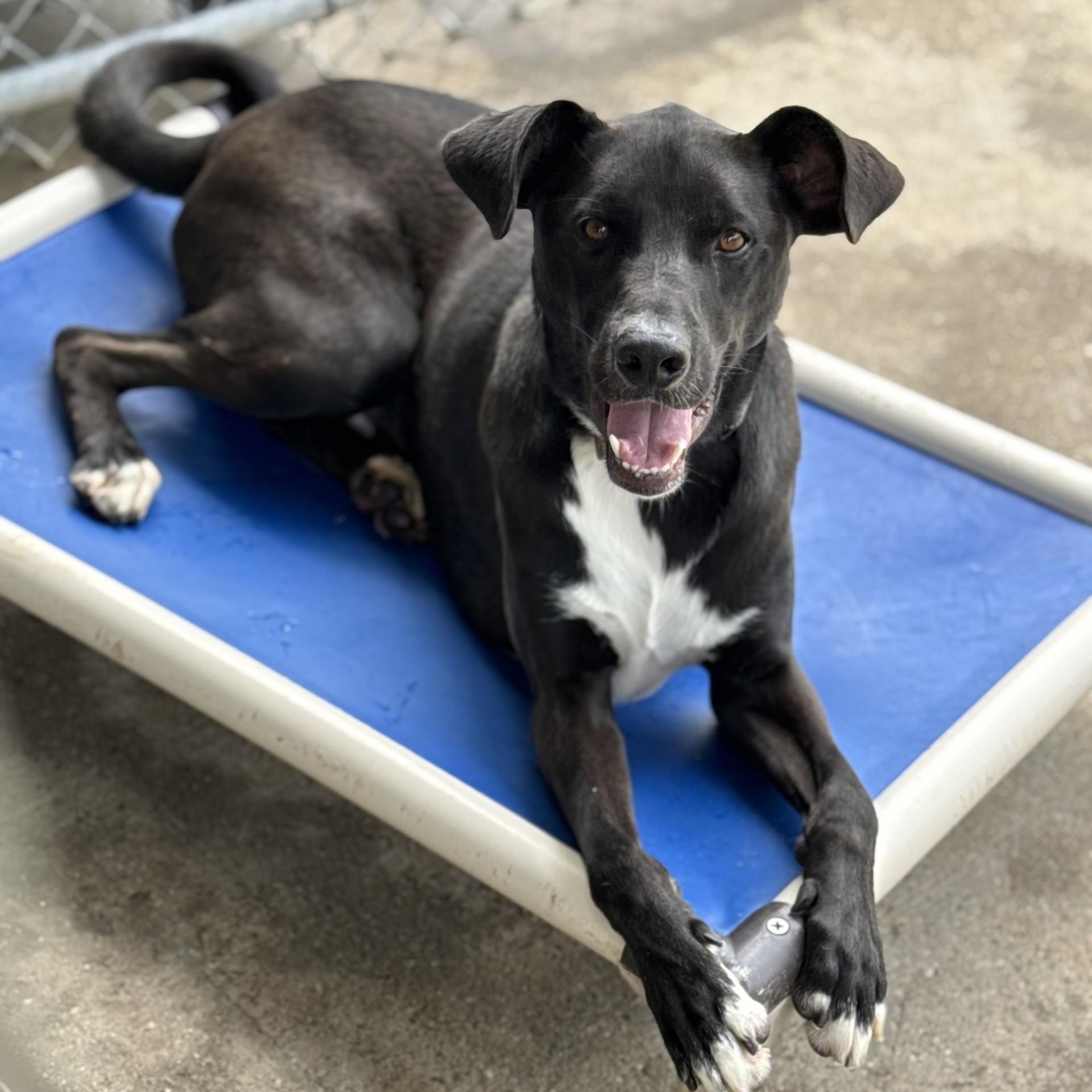 Ichigo (CONC-A-53), Adoptable, Adult Male Mixed Breed.