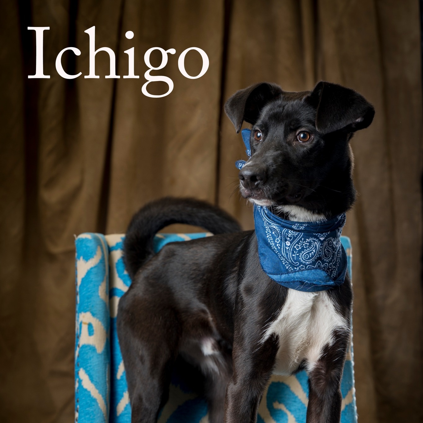 Ichigo (CONC-A-53), a Adoptable Mixed Breed in Concord, NC image 2/3