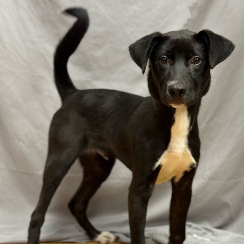 Ichigo (CONC-A-53), a Adoptable Mixed Breed in Concord, NC image 3/3