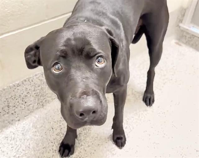 ZIVA — thumbnail 2