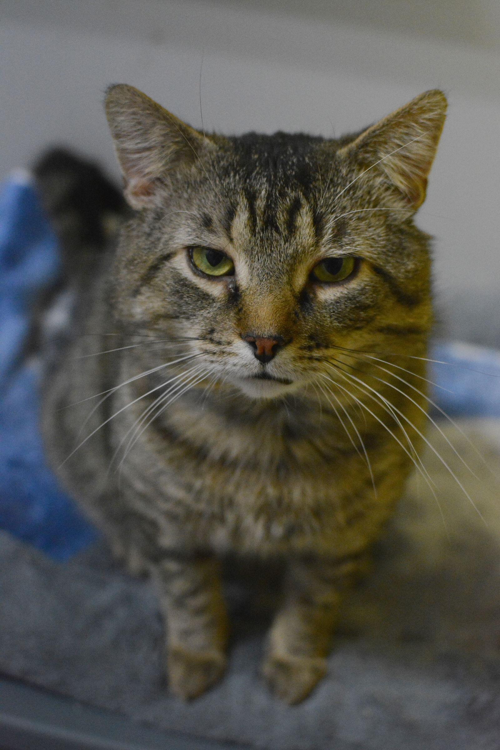 Pruneau, Adoptable, Adult Male Domestic Short Hair.