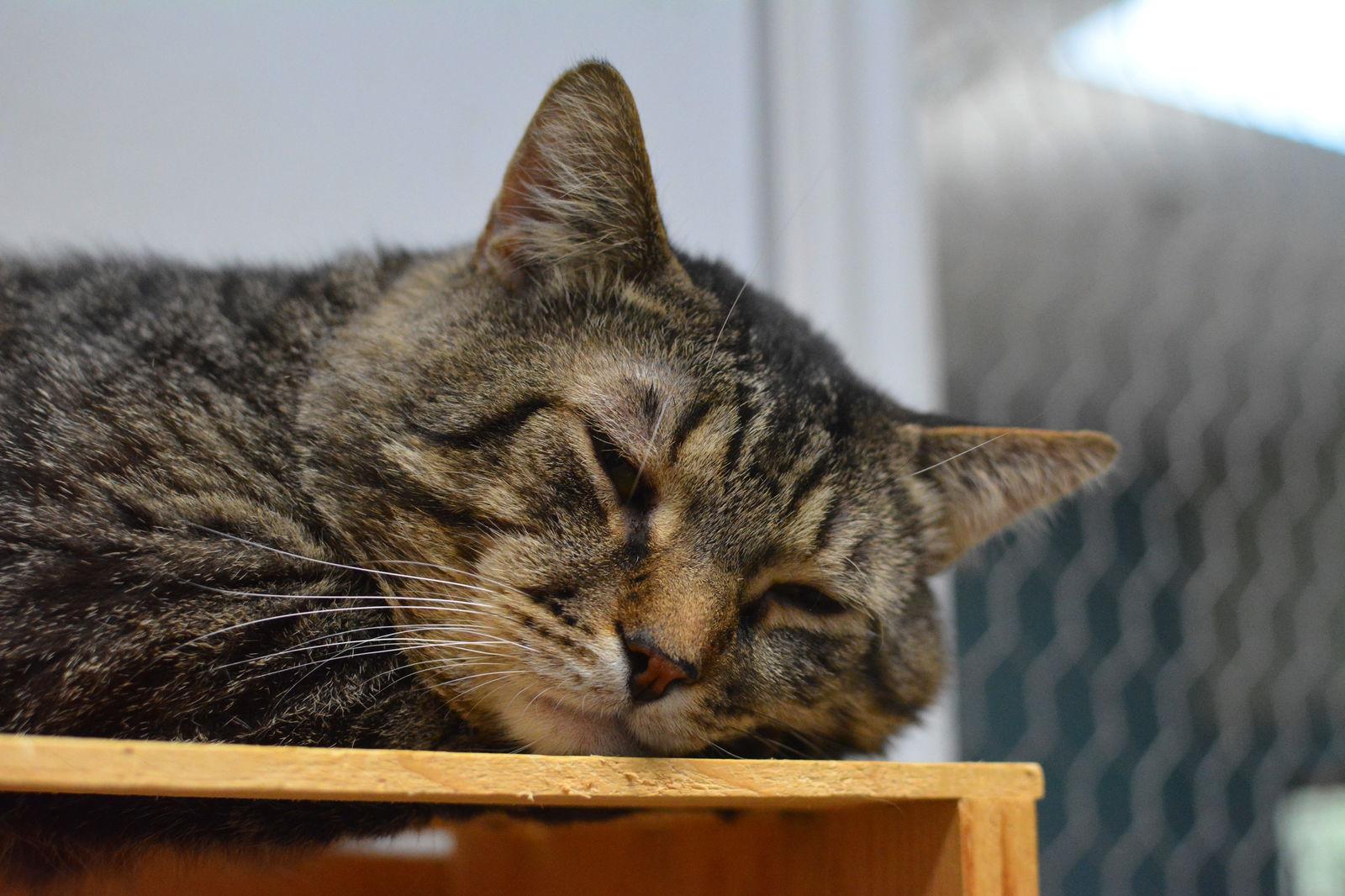 Pruneau — thumbnail 2