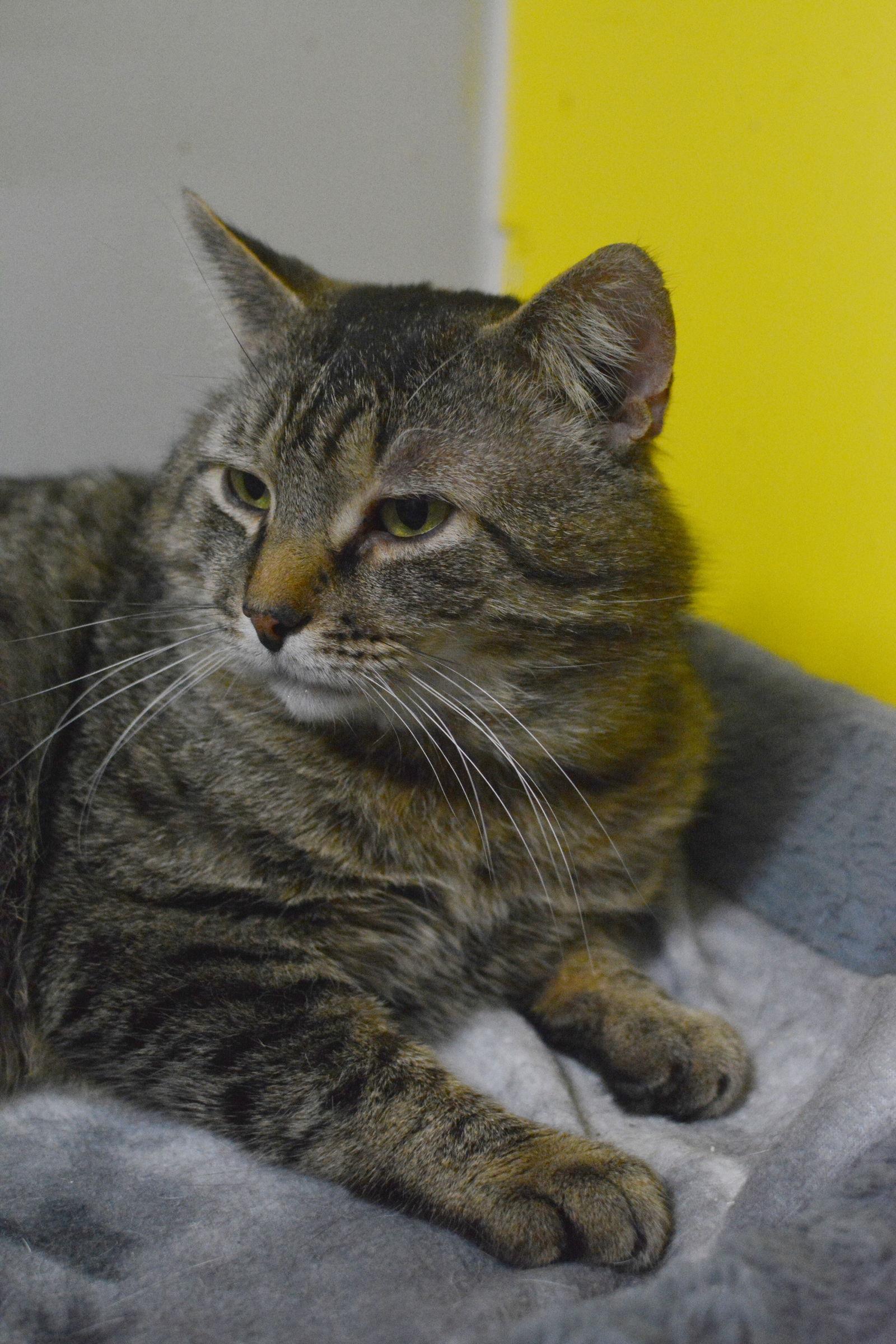 Enlarge Pruneau, a Adoptable Domestic Short Hair in Montreal, QC image 3/3