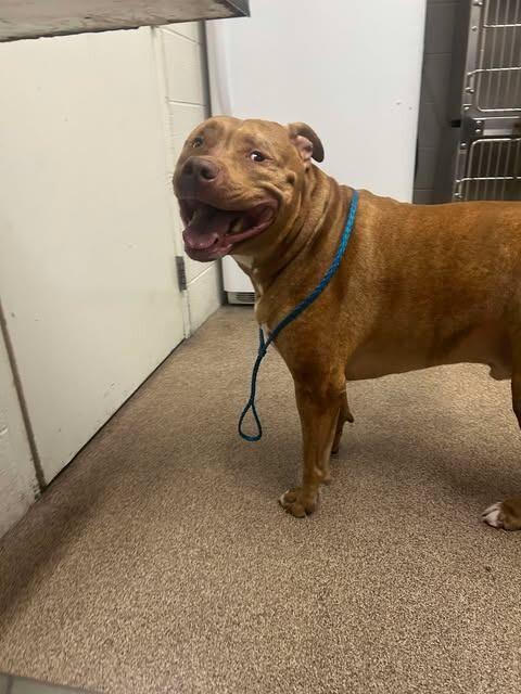 Enlarge Whiskey **Courtesy Post. Out of town pet. See below for details**, a Adoptable Pit Bull Terrier in Eagle, ID image 1/2