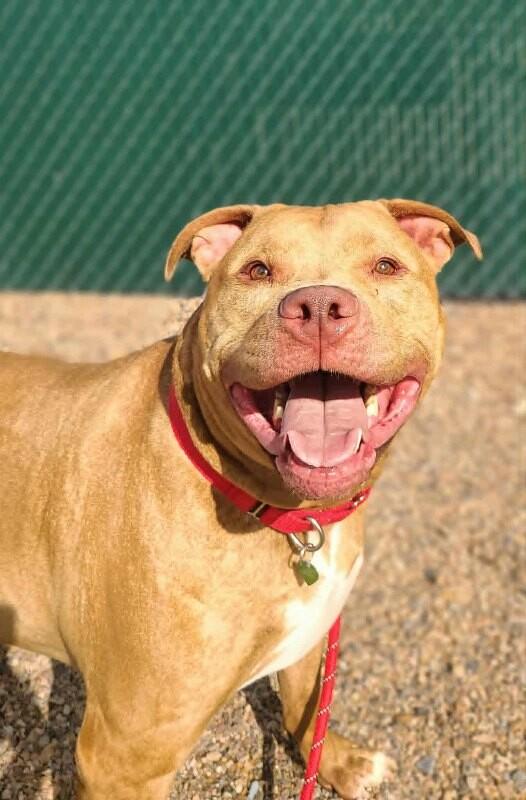 Enlarge Whiskey **Courtesy Post. Out of town pet. See below for details**, a Adoptable Pit Bull Terrier in Eagle, ID image 2/2