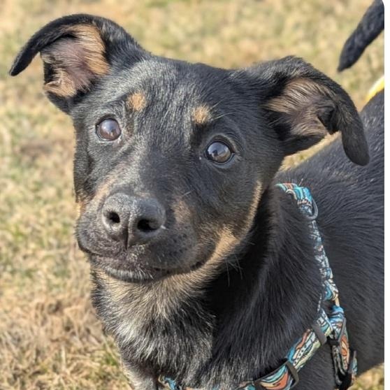 Enlarge Bali, a ADOPTABLE mixed breed in Cedarburg, WI image 2/6