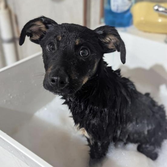 Enlarge Bali, a ADOPTABLE mixed breed in Cedarburg, WI image 5/6