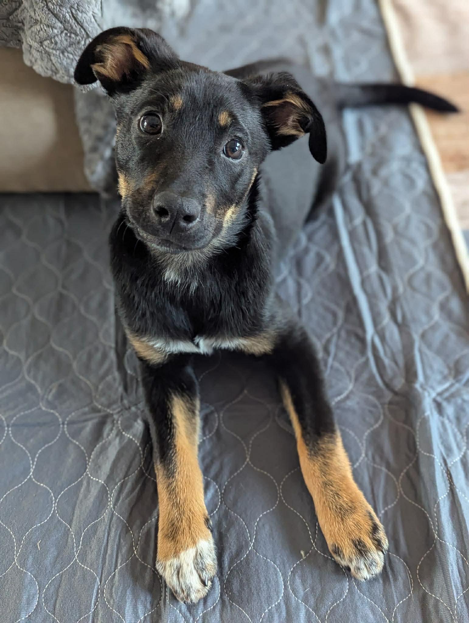 Enlarge Bali, a ADOPTABLE mixed breed in Cedarburg, WI image 3/6