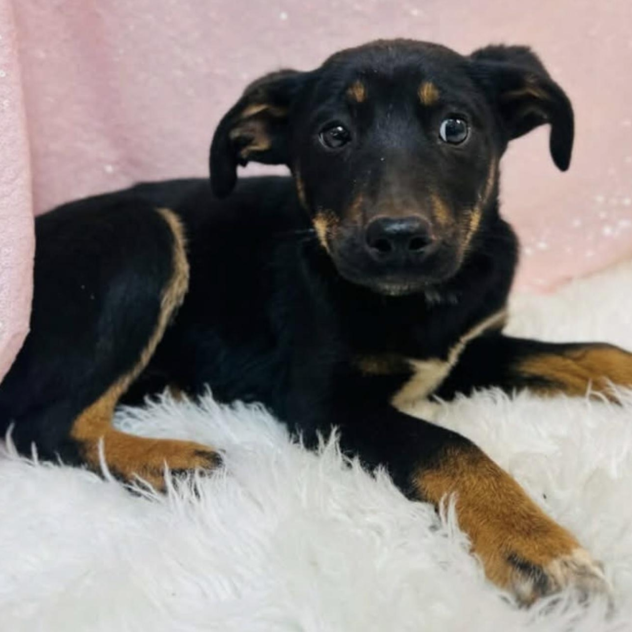 Enlarge Bali, a ADOPTABLE mixed breed in Cedarburg, WI image 4/6