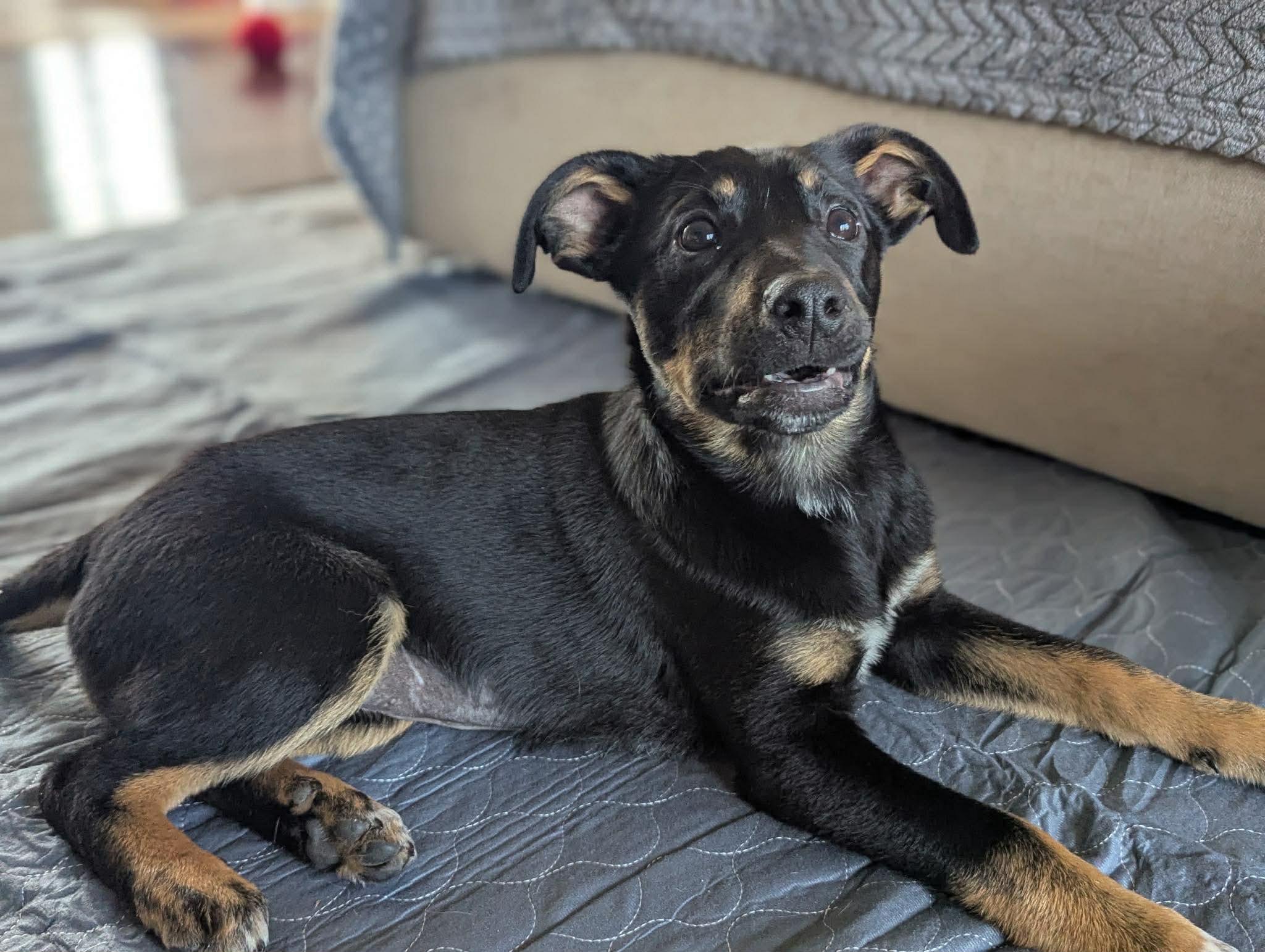 Enlarge Bali, a ADOPTABLE mixed breed in Cedarburg, WI image 6/6