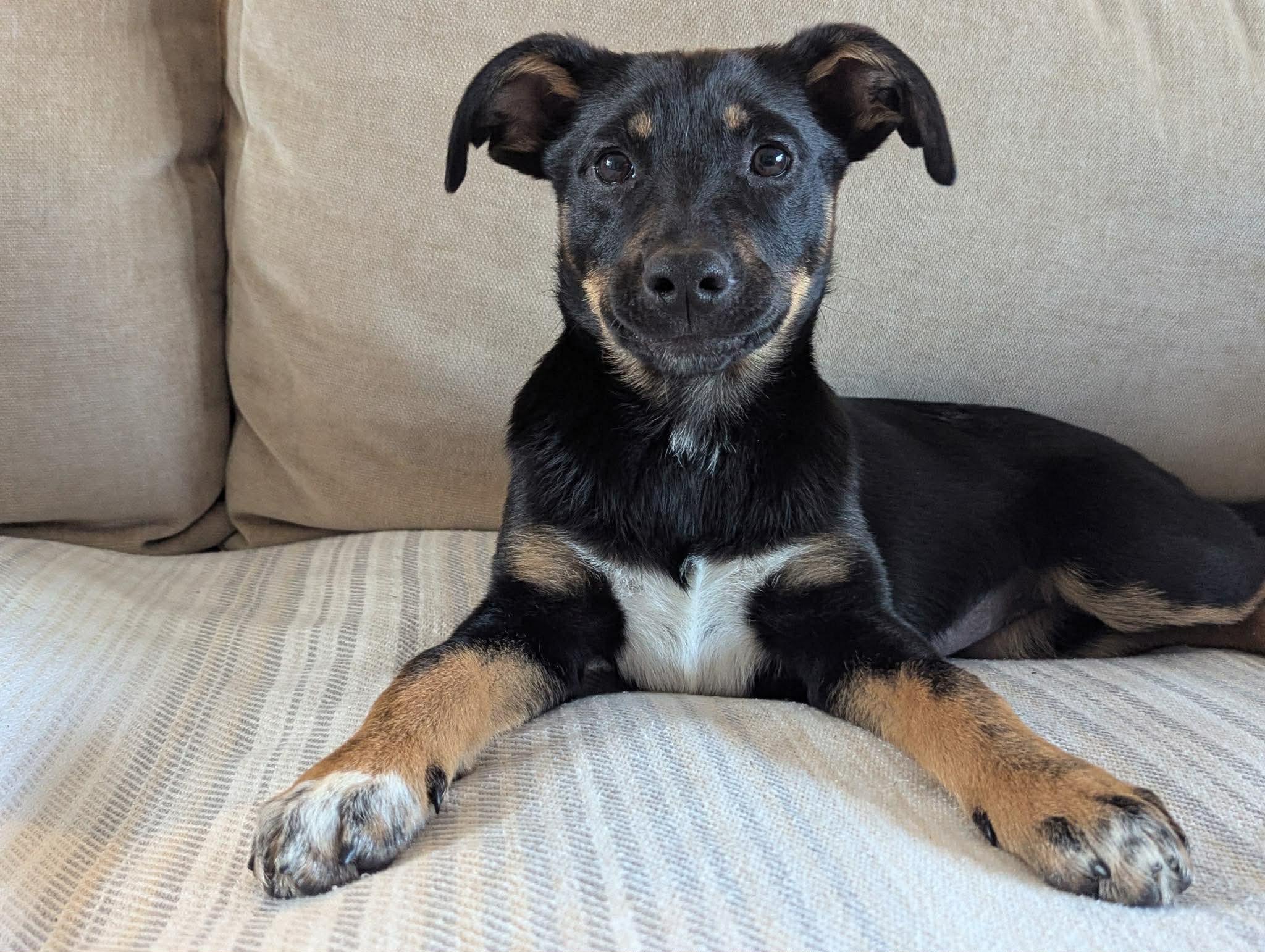 Bali, ADOPTABLE, Puppy Female Australian Shepherd & Hound.