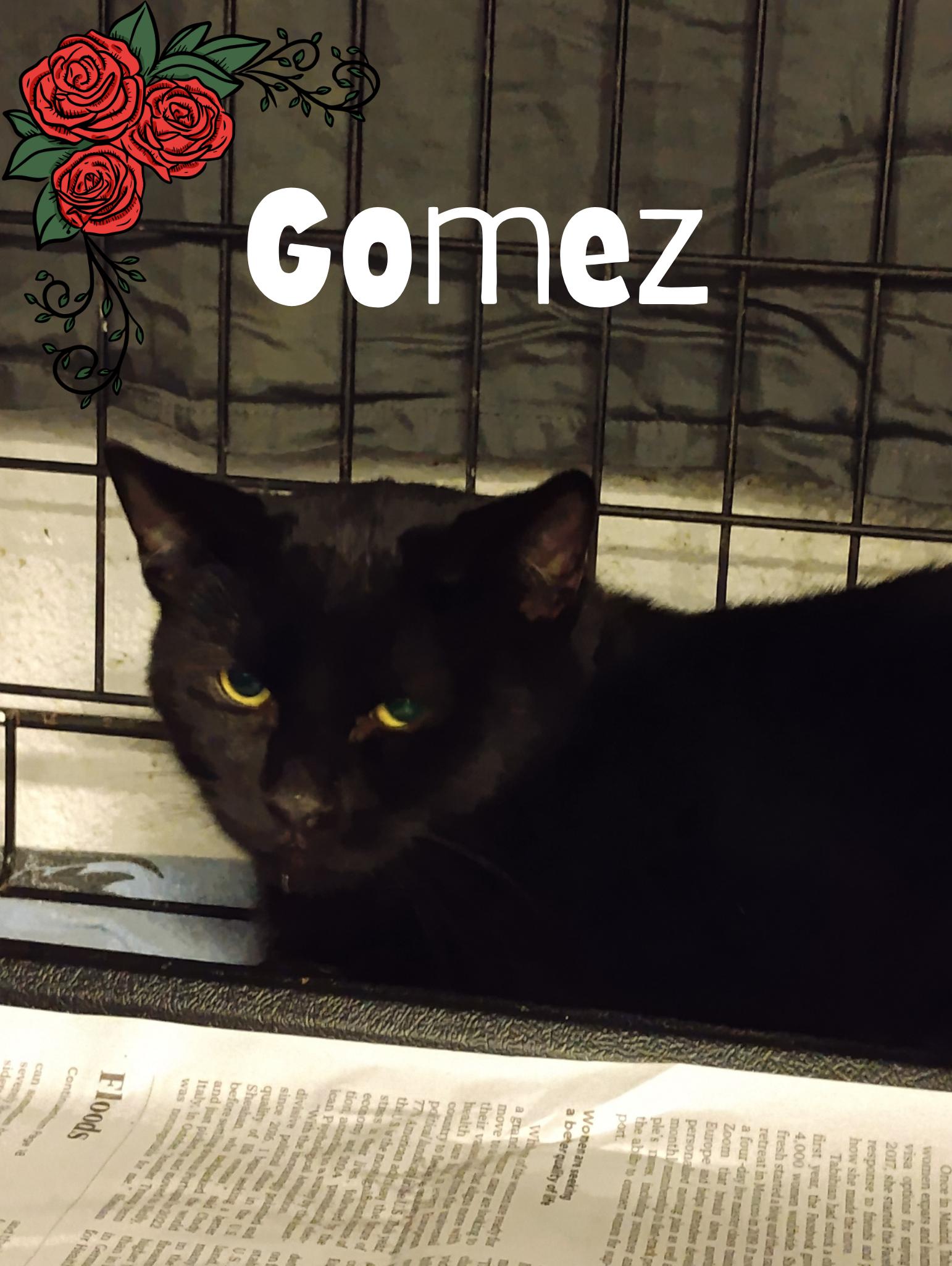 Enlarge Gomez, a Adoptable Domestic Short Hair in Muncie, IN image 1/1
