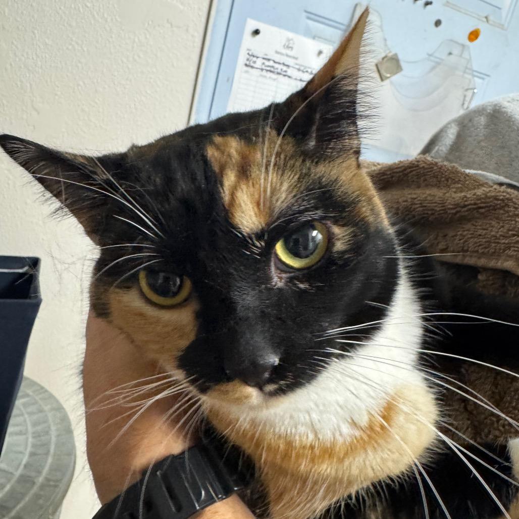 Nala, adopted, Adult Female Domestic Short Hair.