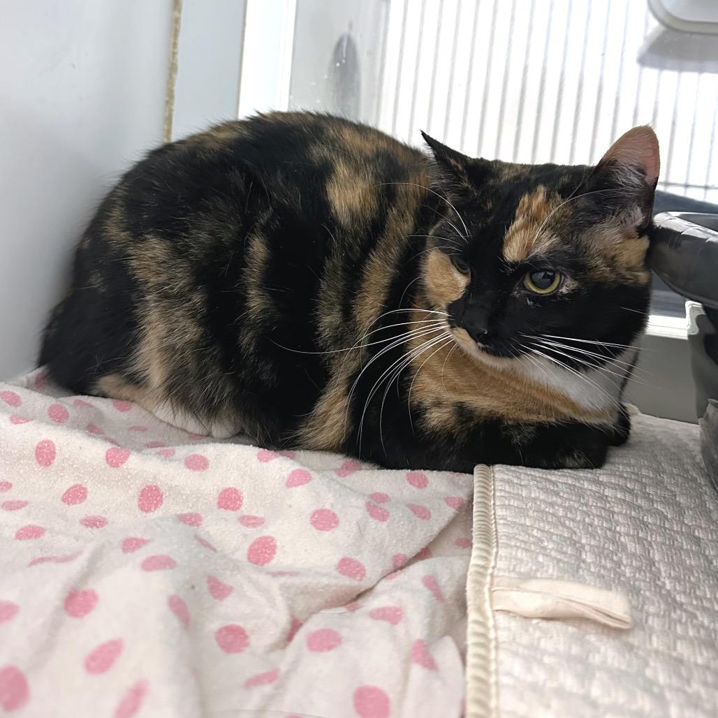 Nala, an adopted Domestic Short Hair in Fallon, NV image 2/2