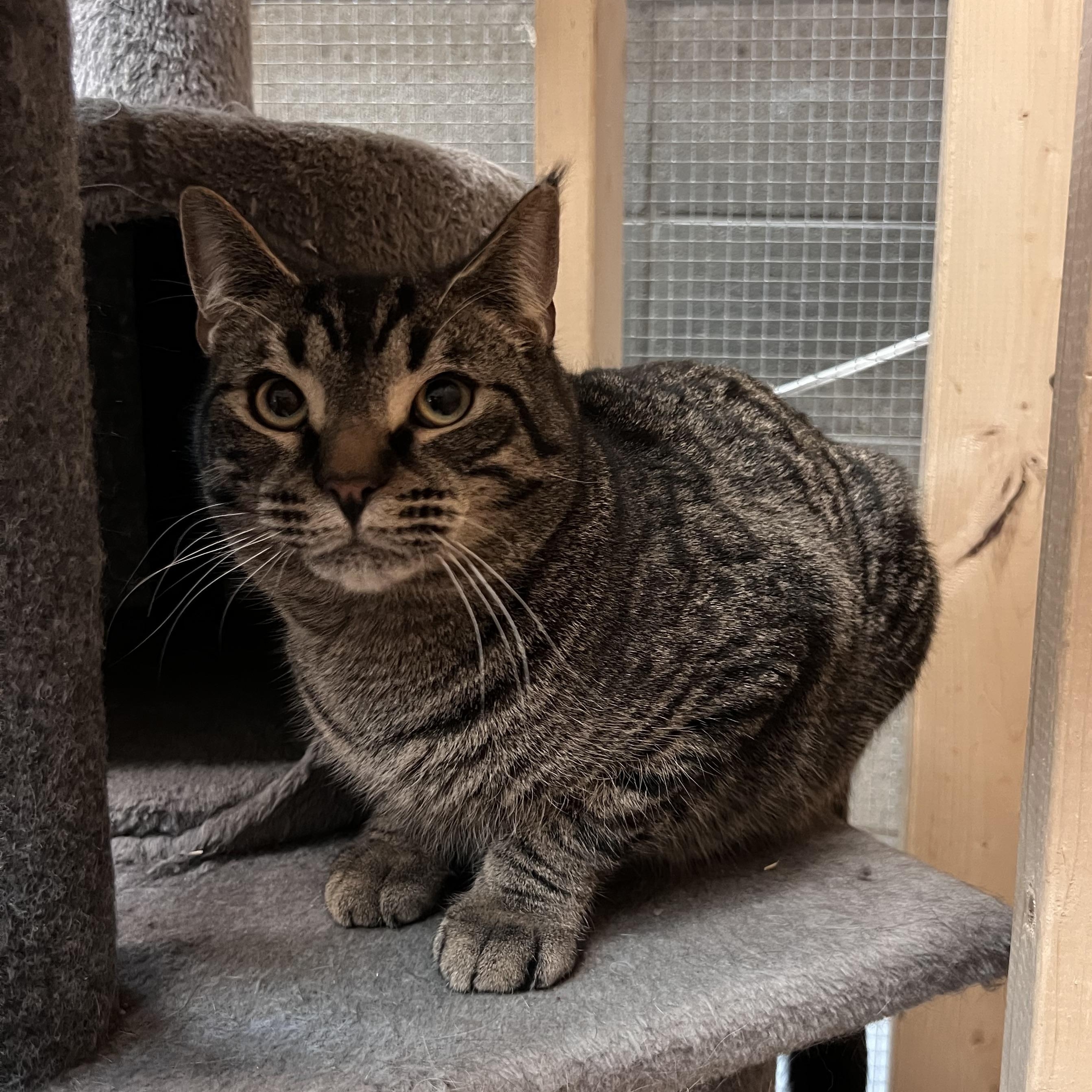 Rudolph, Adoptable, Adult Male Domestic Short Hair.
