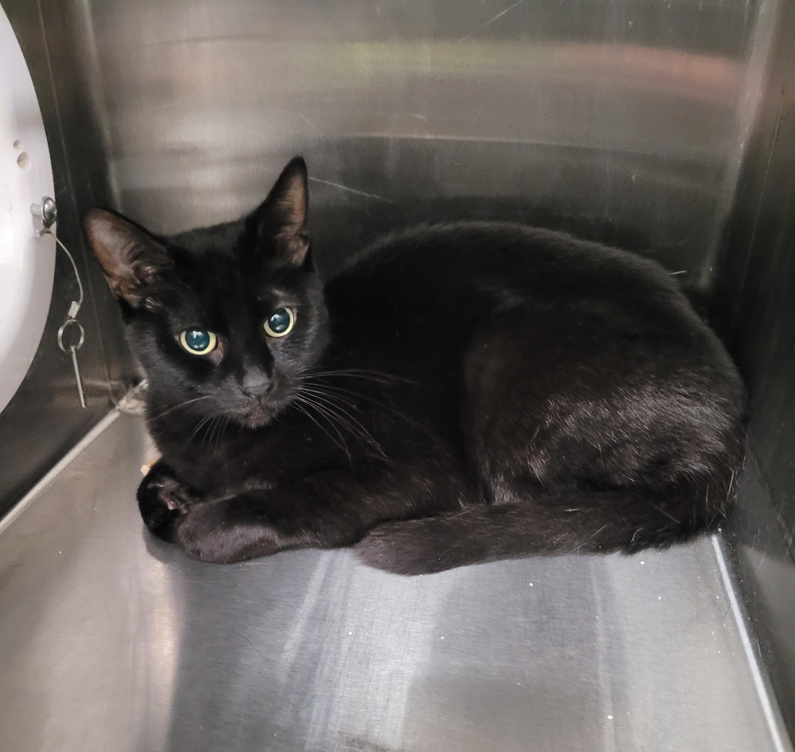 Ro, Adopted, Adult Female Domestic Short Hair.