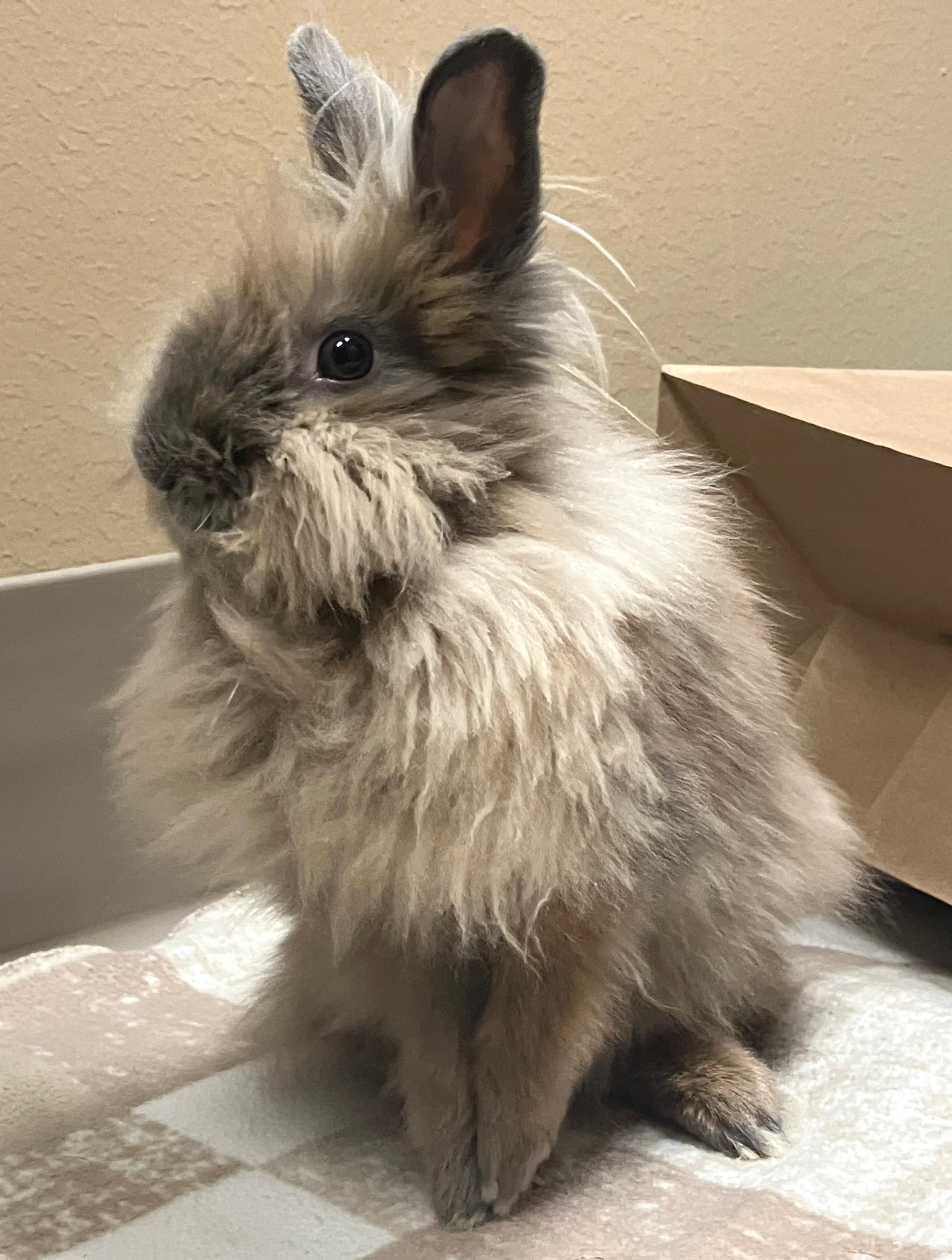 Enlarge Josephine, a ADOPTABLE Lionhead in Oshkosh, WI image 2/5