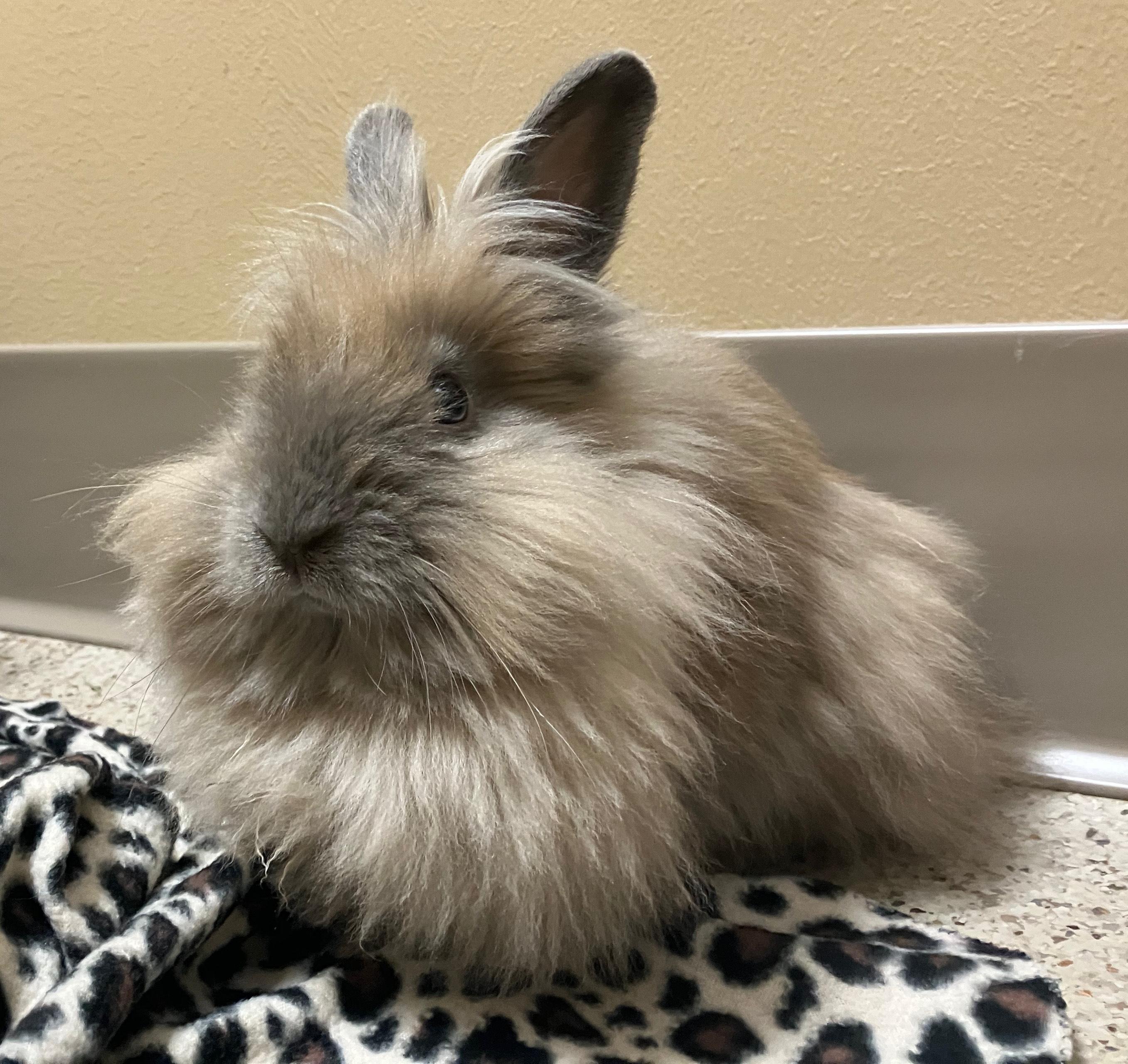 Enlarge Josephine, a ADOPTABLE Lionhead in Oshkosh, WI image 3/5