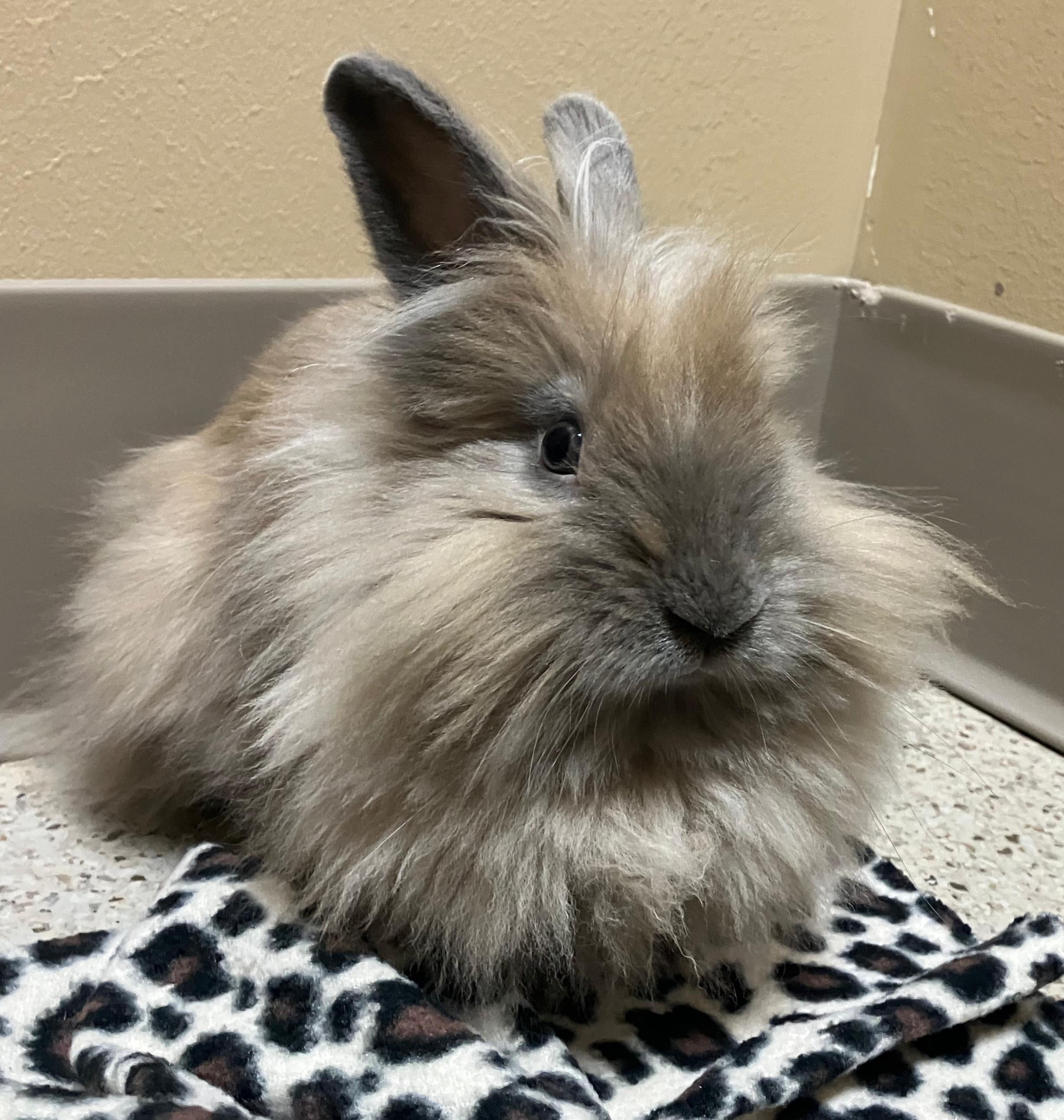 Enlarge Josephine, a ADOPTABLE Lionhead in Oshkosh, WI image 1/5