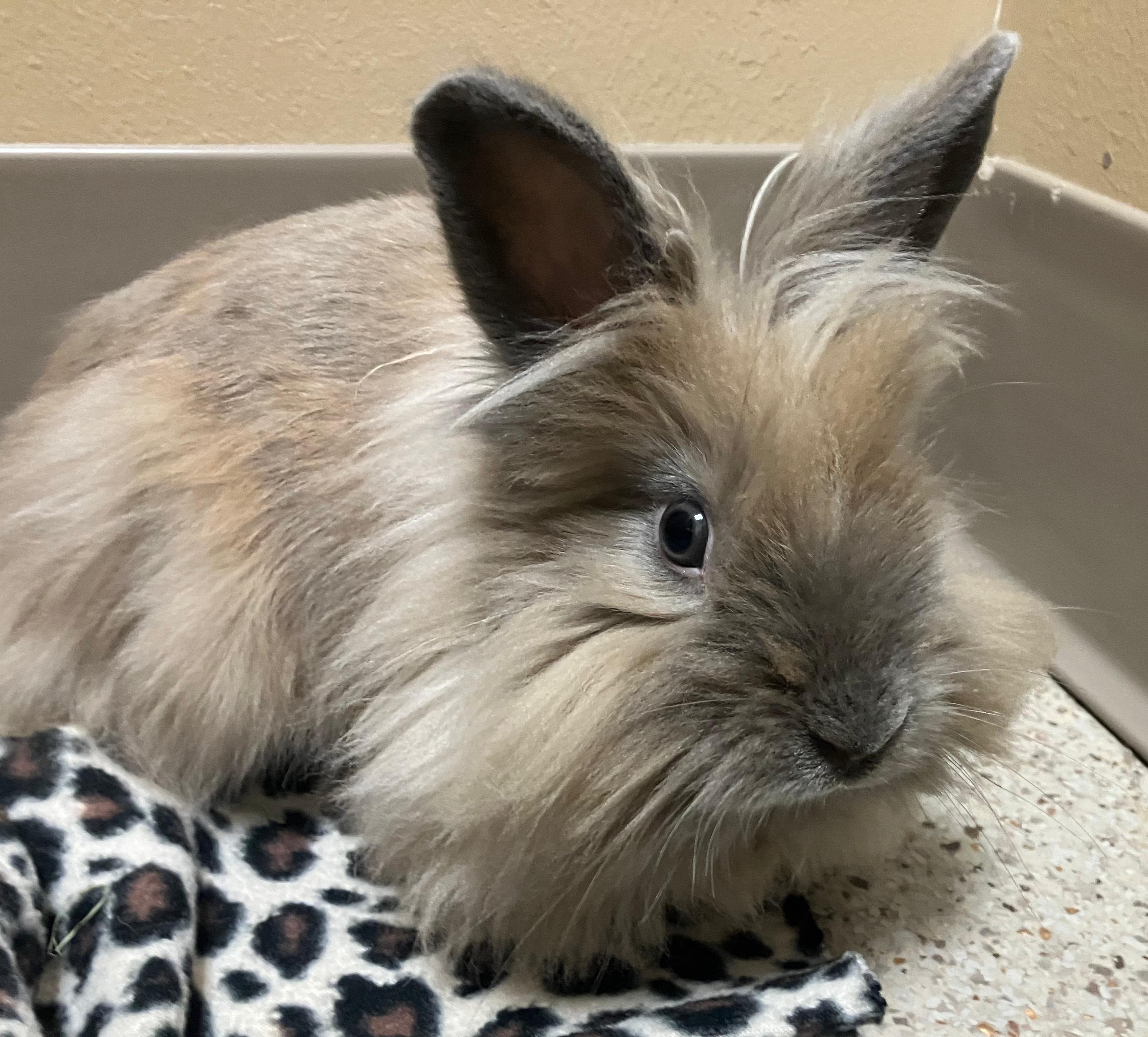 Enlarge Josephine, a ADOPTABLE Lionhead in Oshkosh, WI image 4/5