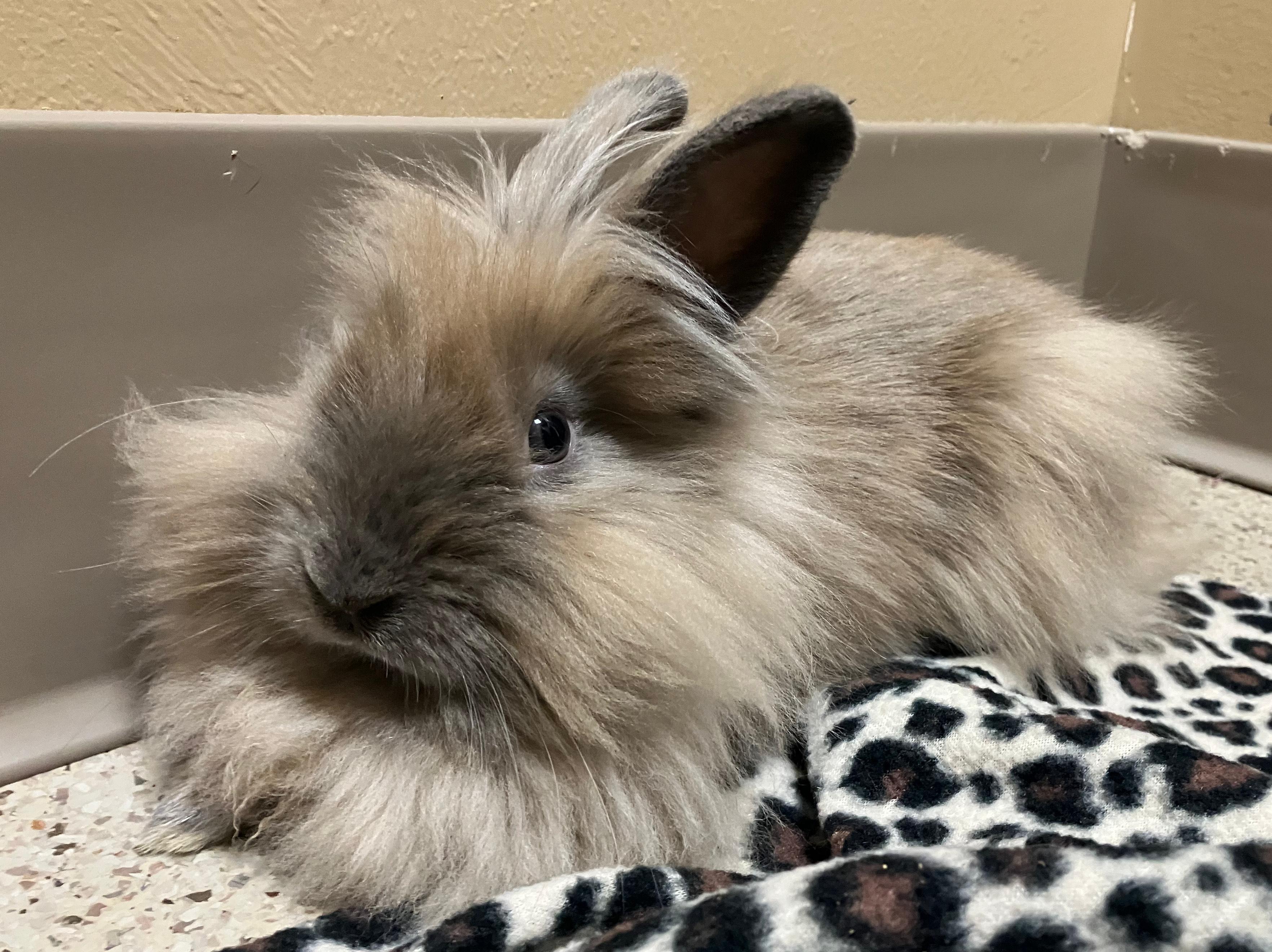 Enlarge Josephine, a ADOPTABLE Lionhead in Oshkosh, WI image 5/5