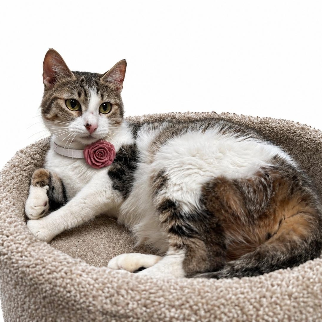 Enlarge ROSEMARY - TURKISH VAN, CALICO SWEET SOUL, a Adoptable mixed breed in Danbury, CT image 2/3
