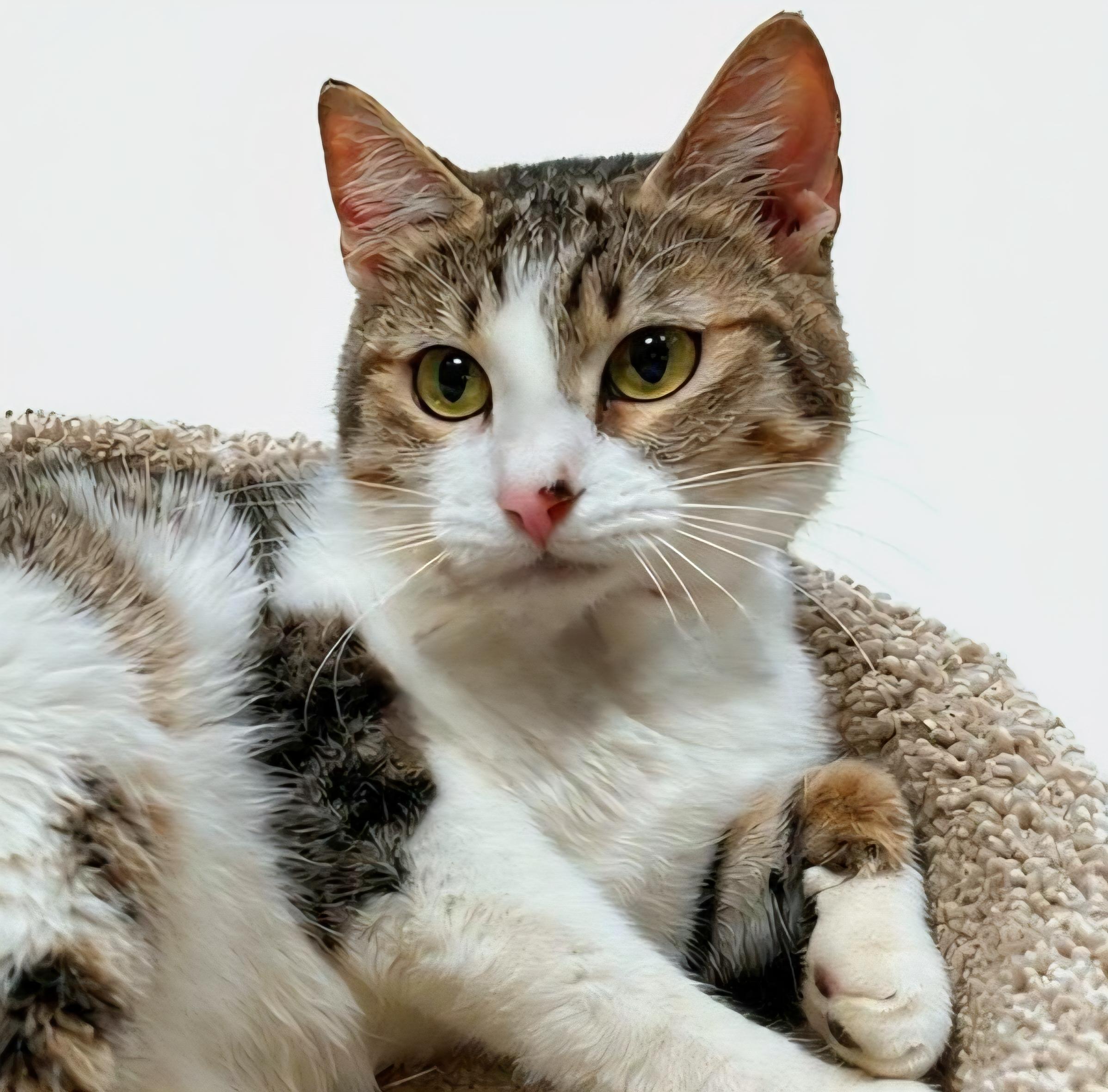 ROSEMARY - TURKISH VAN, CALICO SWEET SOUL, Adoptable, Adult Female Turkish Van & Calico.