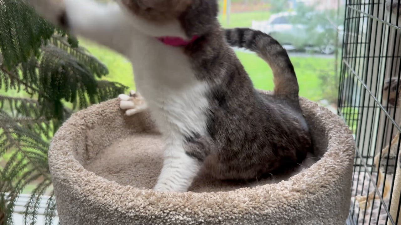 Enlarge ROSEMARY - TURKISH VAN, CALICO SWEET SOUL, a Adoptable mixed breed in Danbury, CT video 3/3