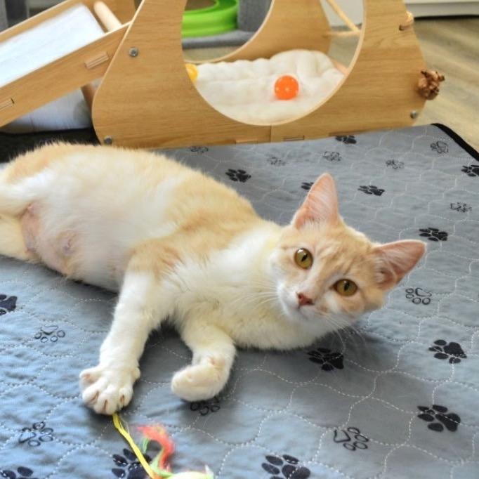 Sally, Adoptable, Young Female Domestic Short Hair.