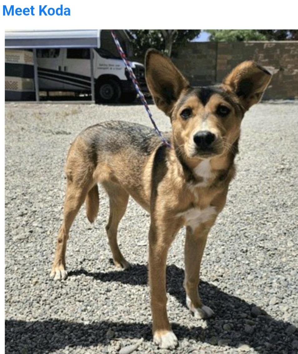 Koda, adopted, Puppy Female Australian Cattle Dog / Blue Heeler.