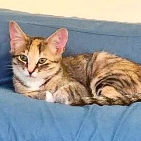 Enlarge Stormy — A Shy Girl With a Heart Full of Love, an adopted Dilute Tortoiseshell in Prescott, AZ image 1/1