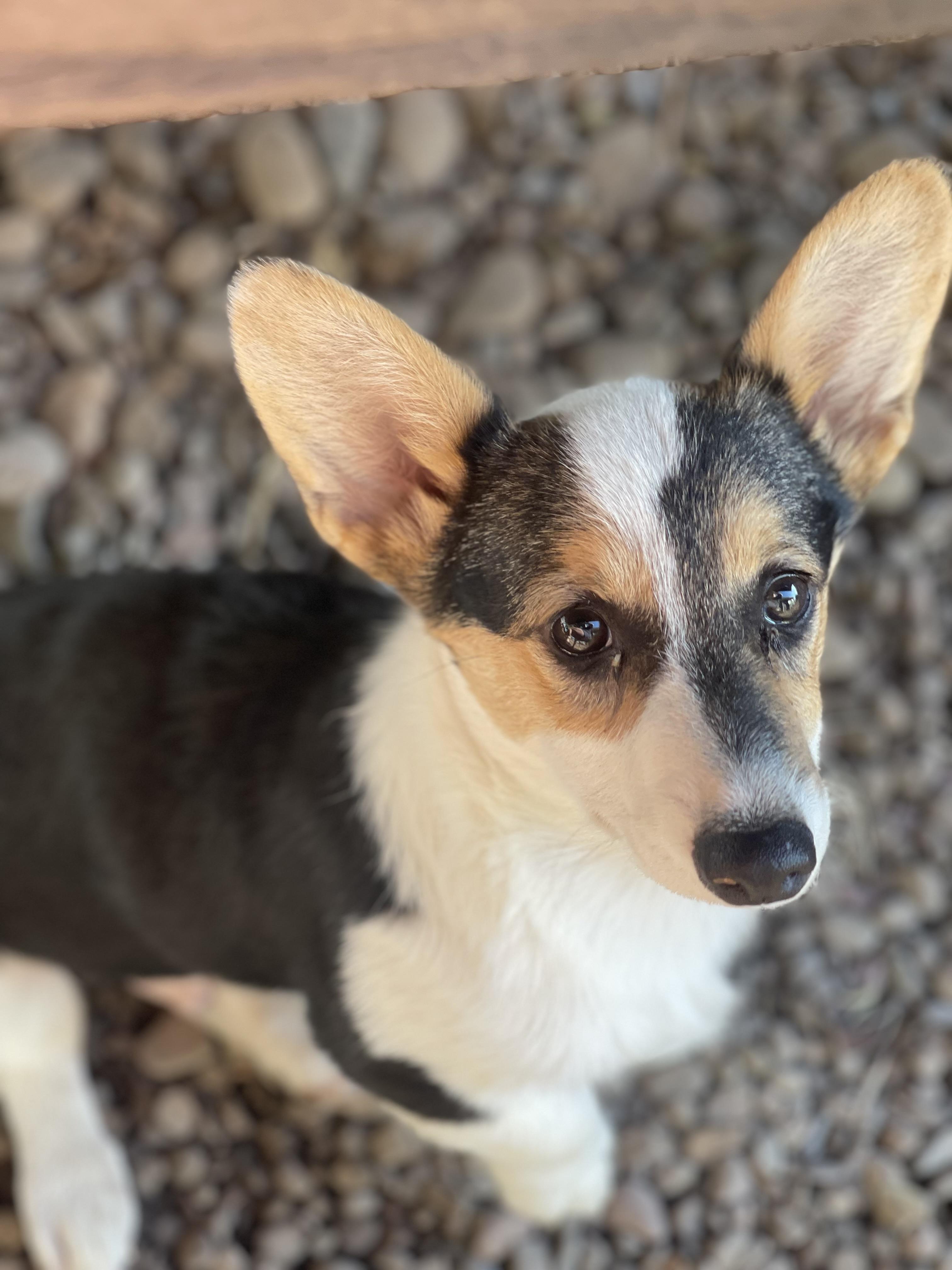 Enlarge Cooper, a Adopted Pembroke Welsh Corgi in Denver , PA image 2/5