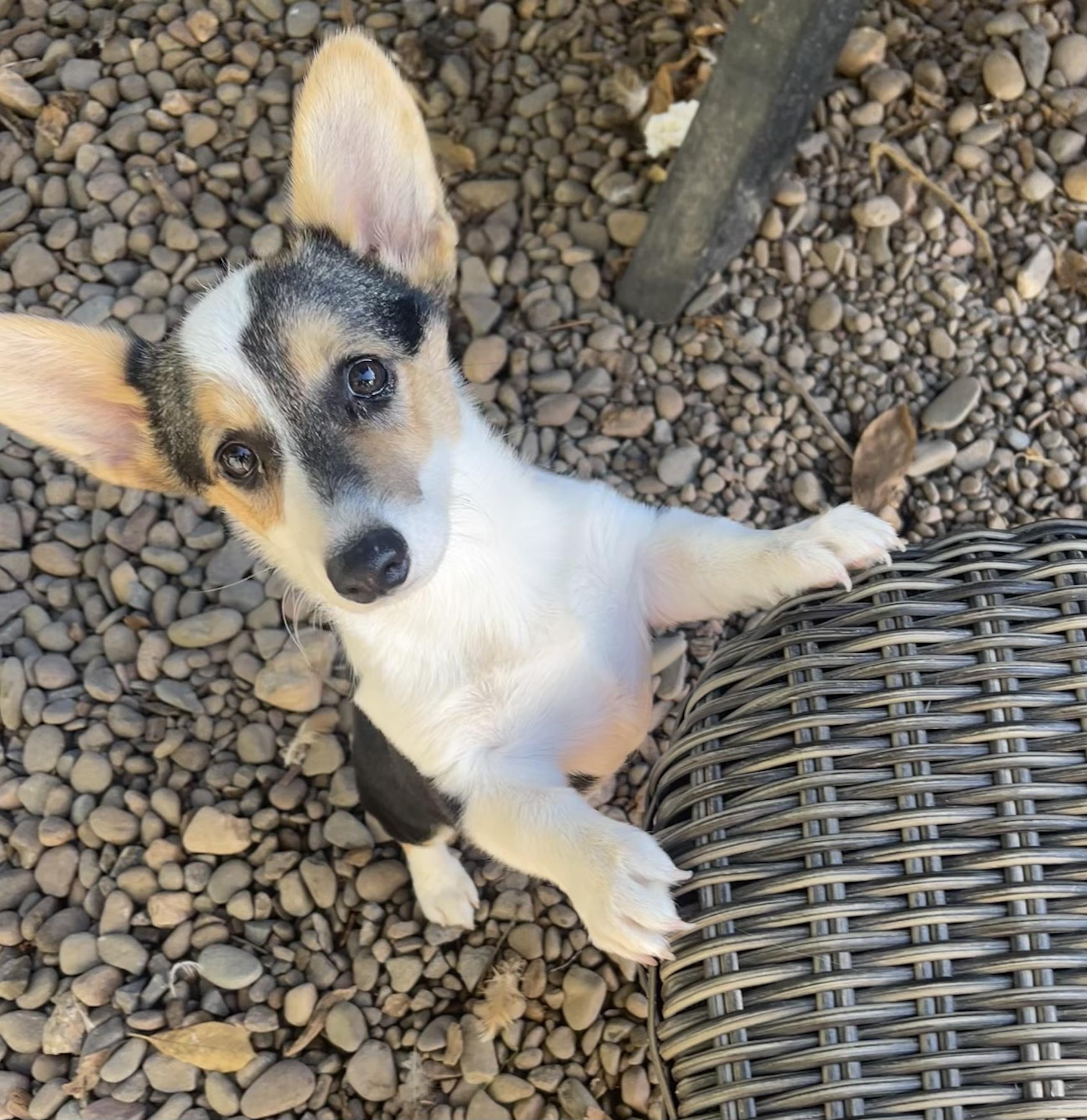 Enlarge Cooper, a Adopted Pembroke Welsh Corgi in Denver , PA image 4/5