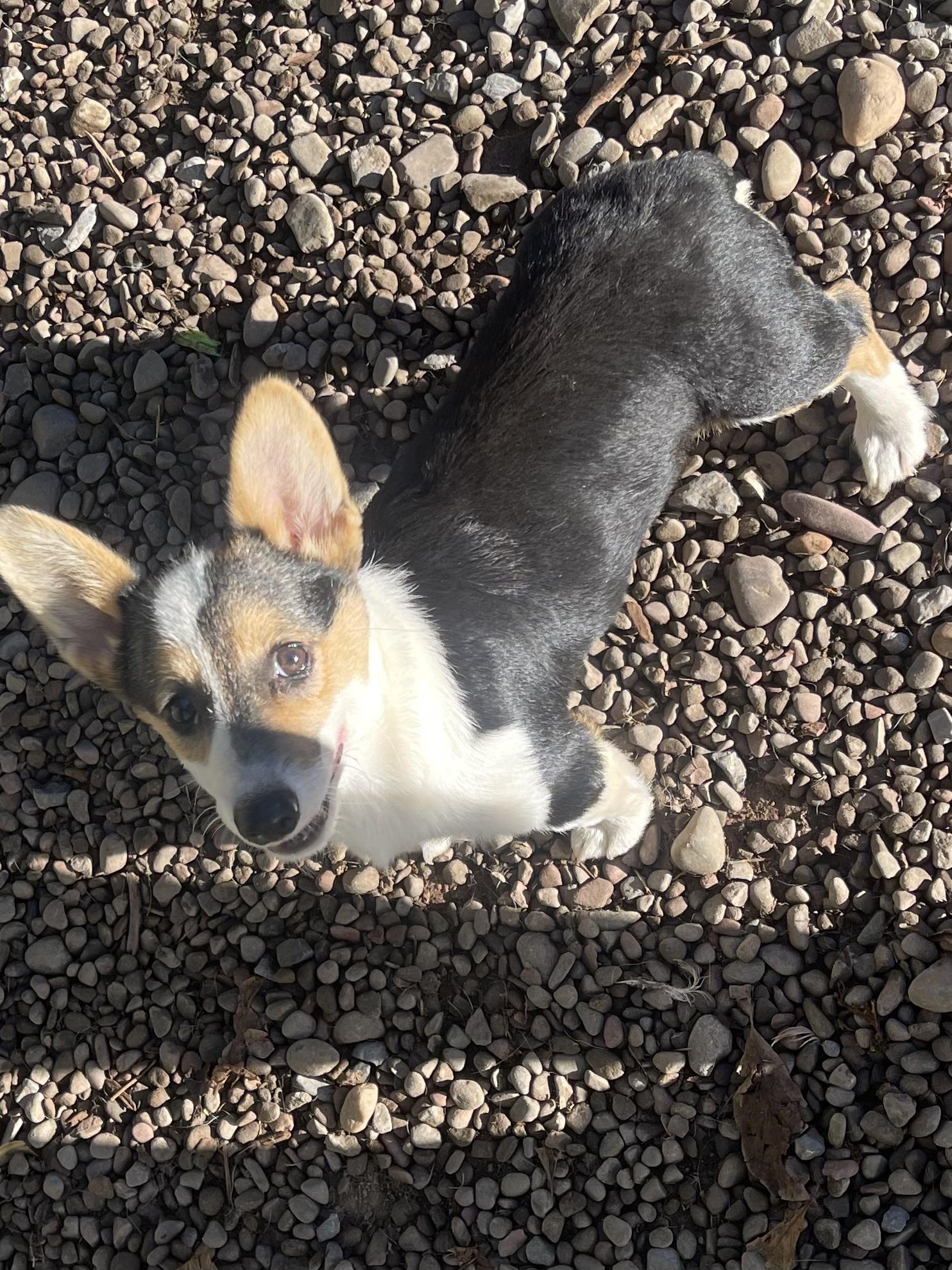 Enlarge Cooper, a Adopted Pembroke Welsh Corgi in Denver , PA image 3/5
