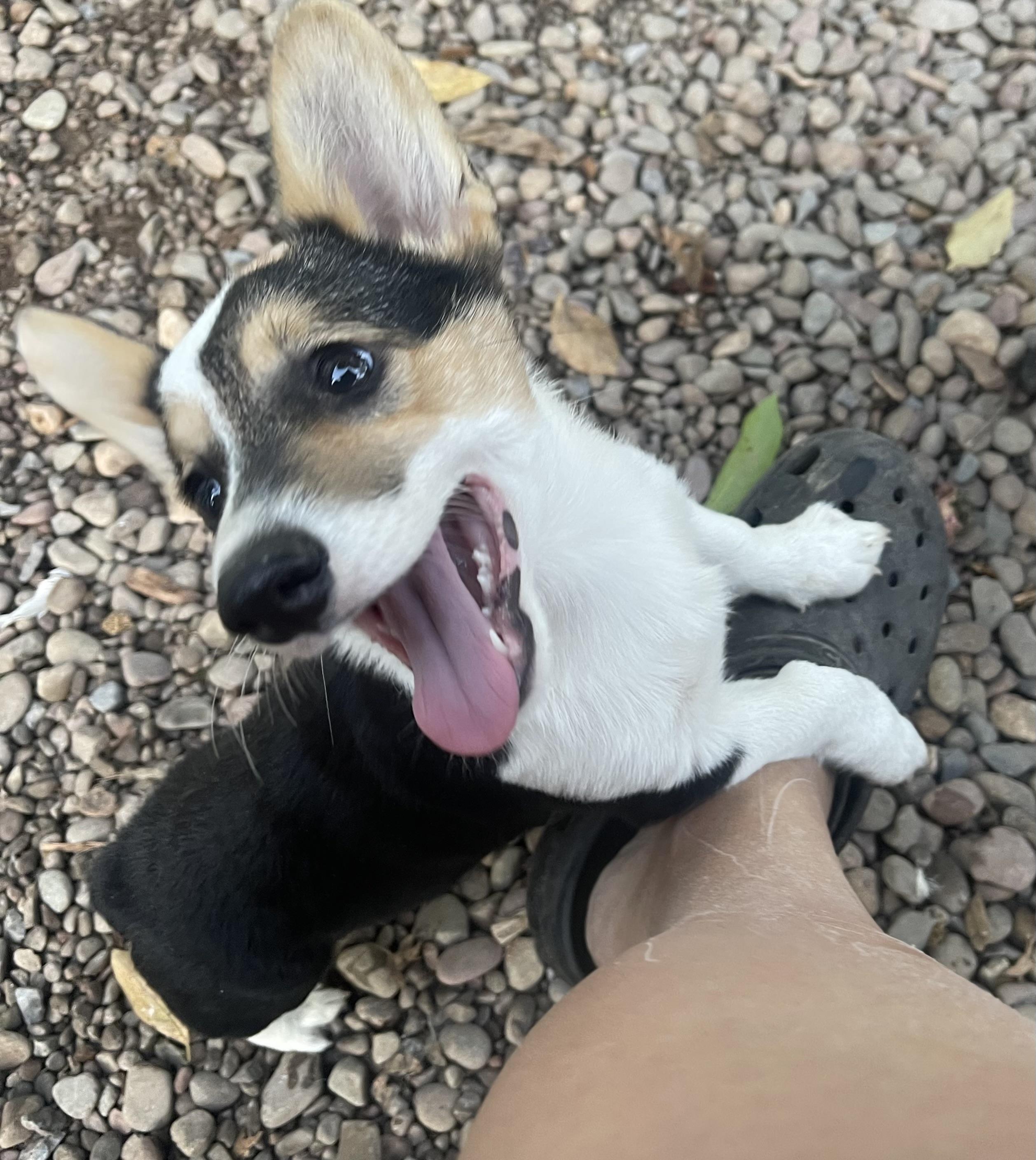 Enlarge Cooper, a Adopted Pembroke Welsh Corgi in Denver , PA image 5/5
